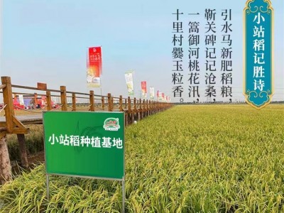 小站稻大米（10斤）图2